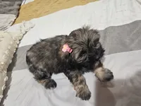 No name, a female Shihpoo and Poodle - Standard  for sale in Adelanto, CA – 2 of 10
