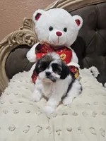 No name, a female Shihpoo and Poodle - Standard  for sale in Adelanto, CA – 7 of 10