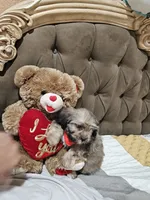 No name, a male Shihpoo for sale in Adelanto, CA – 10 of 10