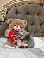 No name, a male Shihpoo for sale in Adelanto, CA – 8 of 10