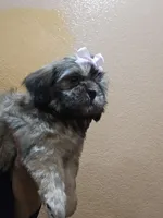 No name, a female Shihpoo and Poodle - Standard  for sale in Adelanto, CA – 4 of 10