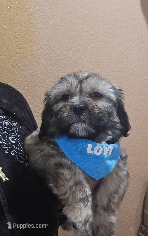 No name – Shihpoo puppy for sale in Adelanto, CA