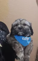 No name, a male Shihpoo for sale in Adelanto, CA – 1 of 10