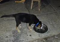 Simba, a male German Shepherd Dog for sale in Adelanto, CA – Photo 3 of 3