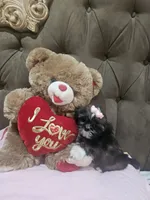 No name , a female Shih Tzu for sale in Adelanto, CA – 8 of 10