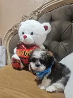No name , a male Shih Tzu for sale in Adelanto, CA – 2 of 10