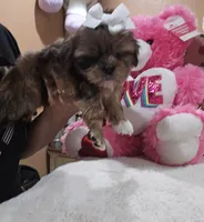 No name, a female Shih Tzu for sale in Adelanto, CA – 5 of 10