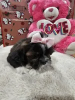 No name, a female Shih Tzu for sale in Adelanto, CA – 7 of 10
