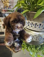 no name, a male Shihpoo and Shih Tzu for sale in Adelanto, CA – 7 of 10