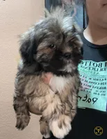 No name , a male Shihpoo and Shih Tzu for sale in Adelanto, CA – 7 of 10