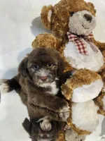 no name, a male Shihpoo and Shih Tzu for sale in Adelanto, CA – 6 of 10