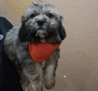 No name, a male Shihpoo for sale in Adelanto, CA – 7 of 10