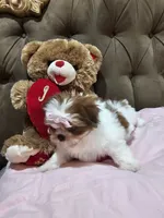 No name , a female Shih Tzu for sale in Adelanto, CA – 3 of 10