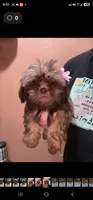 No name, a female Shihpoo for sale in Adelanto, CA – 4 of 10