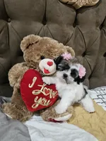 No name, a female Shihpoo for sale in Adelanto, CA – 6 of 10
