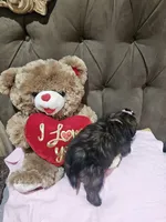 No name , a female Shih Tzu for sale in Adelanto, CA – 5 of 10