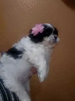 No name , a female Shih Tzu for sale in Adelanto, CA – 4 of 10