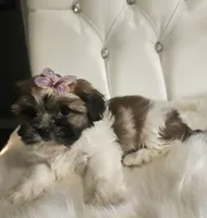 no name, a female Shih Tzu for sale in Adelanto, CA – 4 of 10