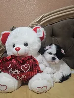 No name , a female Shih Tzu for sale in Adelanto, CA – 5 of 10