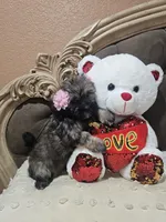No name, a female Shihpoo and Poodle - Standard  for sale in Adelanto, CA – 10 of 10