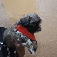 No name, a male Shihpoo for sale in Adelanto, CA – 5 of 10