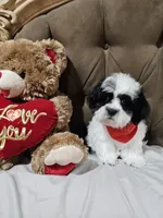 No name, a male Shihpoo for sale in Adelanto, CA – 6 of 10