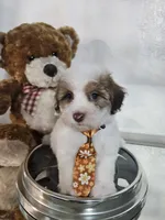 No name, a male Shihpoo and Shih Tzu for sale in Adelanto, CA – 3 of 10