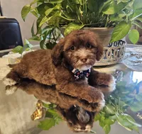no name, a male Shihpoo and Shih Tzu for sale in Adelanto, CA – 3 of 10