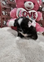 No name, a female Shih Tzu for sale in Adelanto, CA – 2 of 10