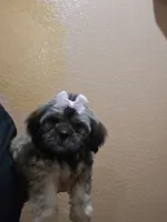 No name, a female Shihpoo and Poodle - Standard  for sale in Adelanto, CA – 2 of 10
