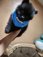 No name , a male Pomeranian for sale in Adelanto, CA – 1 of 6