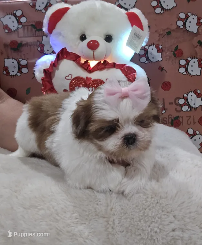 No name – Shih Tzu puppy for sale in Adelanto, CA