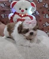 No name, a female Shih Tzu for sale in Adelanto, CA – 1 of 10