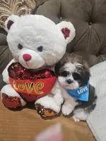 No name , a male Shih Tzu for sale in Adelanto, CA – 8 of 10
