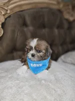 No name, a male Shih Tzu for sale in Adelanto, CA – 7 of 10