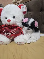 No name , a female Shih Tzu for sale in Adelanto, CA – 7 of 10