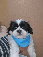 No name, a male Shih Tzu for sale in Adelanto, CA – 2 of 10
