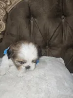 No name, a male Shih Tzu for sale in Adelanto, CA – 10 of 10