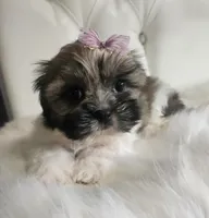 no name, a female Shih Tzu for sale in Adelanto, CA – 5 of 10