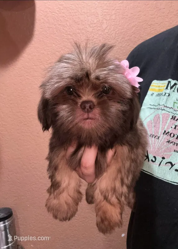 No name – Shihpoo puppy for sale in Adelanto, CA