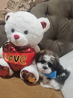 No name , a male Shih Tzu for sale in Adelanto, CA – 3 of 10