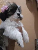 No name, a female Shihpoo for sale in Adelanto, CA – 4 of 10