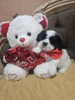 No name , a male Shih Tzu for sale in Adelanto, CA – 6 of 10