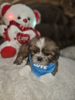 No name, a male Shih Tzu for sale in Adelanto, CA – 6 of 10