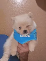 No name , a male Pomeranian for sale in Adelanto, CA – 4 of 10