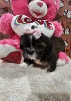 No name, a female Shih Tzu for sale in Adelanto, CA – 1 of 10