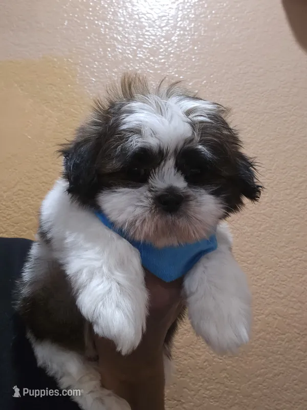 No name  – Shih Tzu puppy for sale in Adelanto, CA