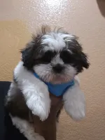 No name , a male Shih Tzu for sale in Adelanto, CA – 1 of 10