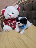 No name, a male Shih Tzu for sale in Adelanto, CA – 5 of 10