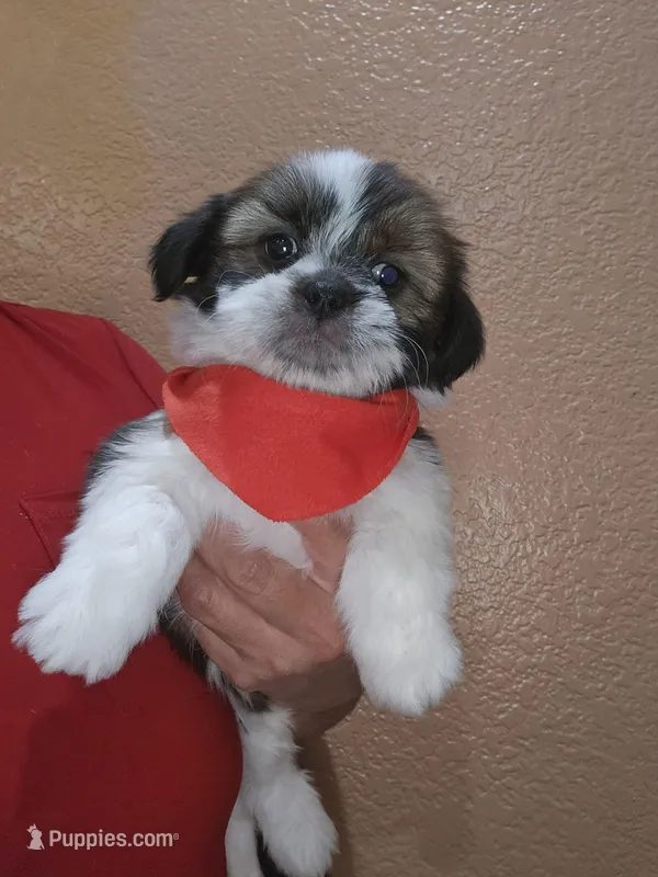 no name – Shih Tzu puppy for sale in Adelanto, CA